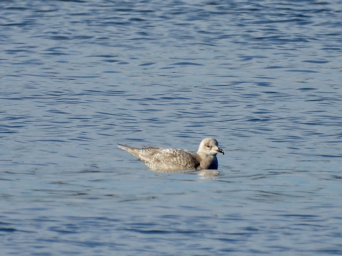 Iceland Gull - ML646464228