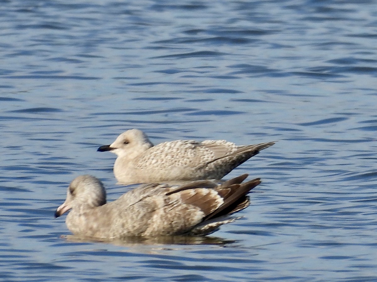 Iceland Gull - ML646464231