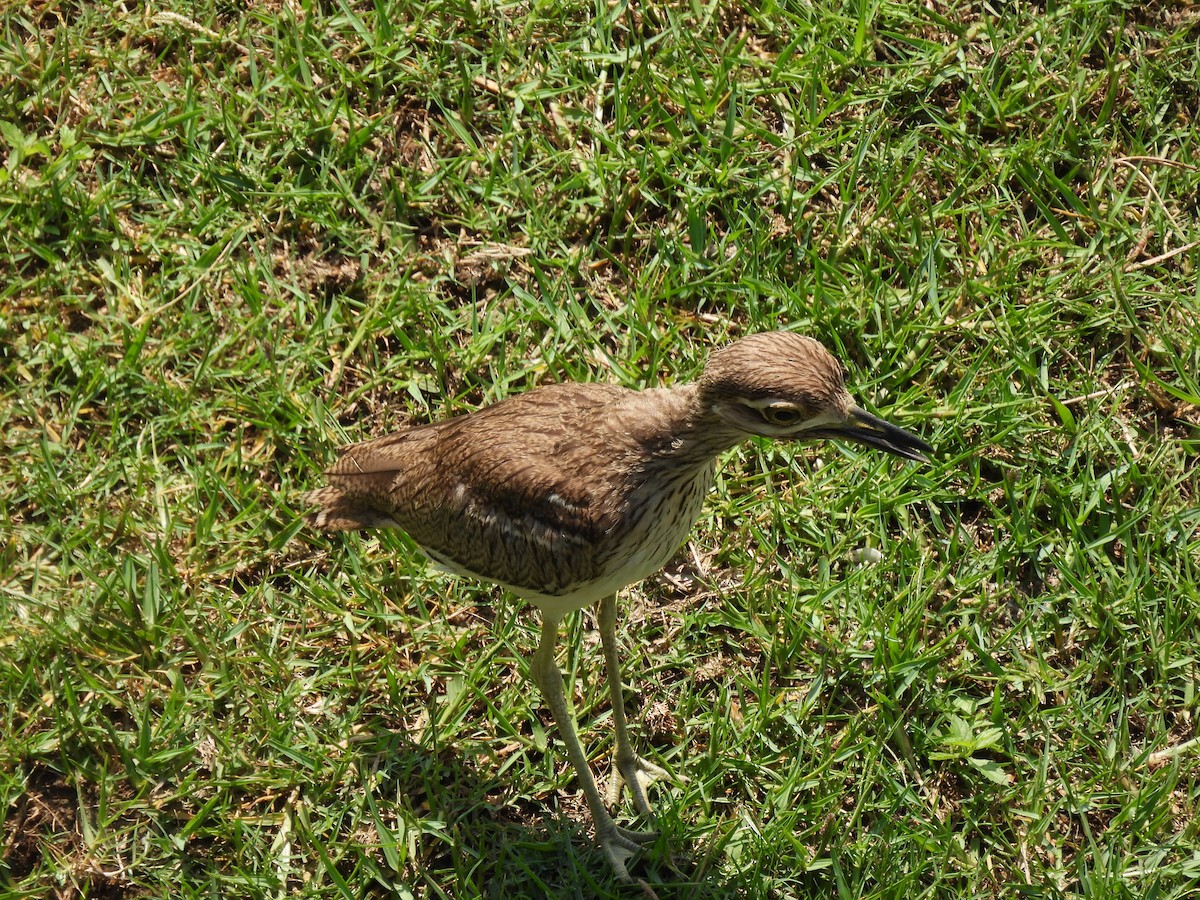 Water Thick-knee - ML646464232