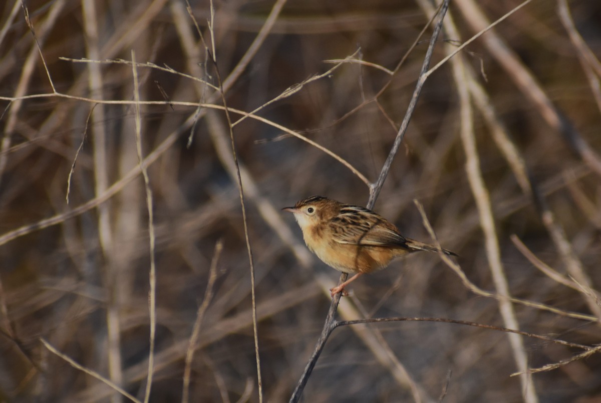 Zistensänger - ML646464233