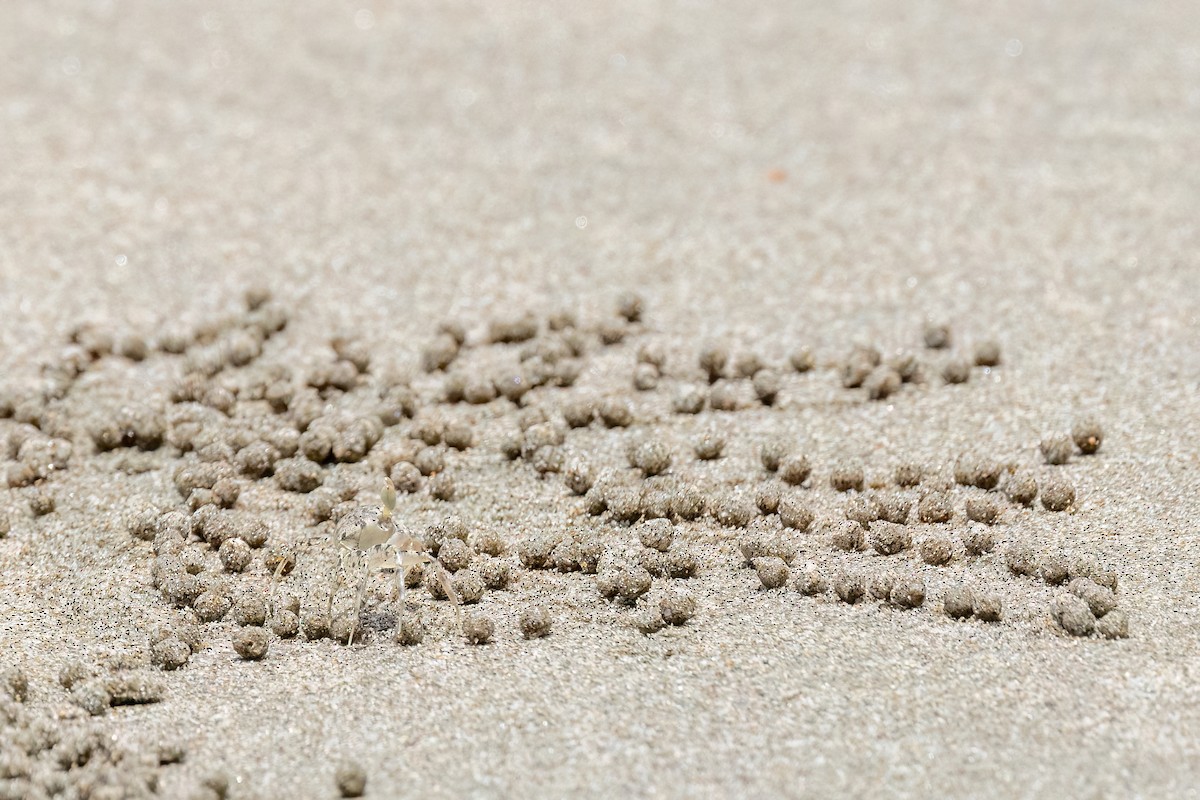 Sand Bubbler Crabs and Allies - ML646464234