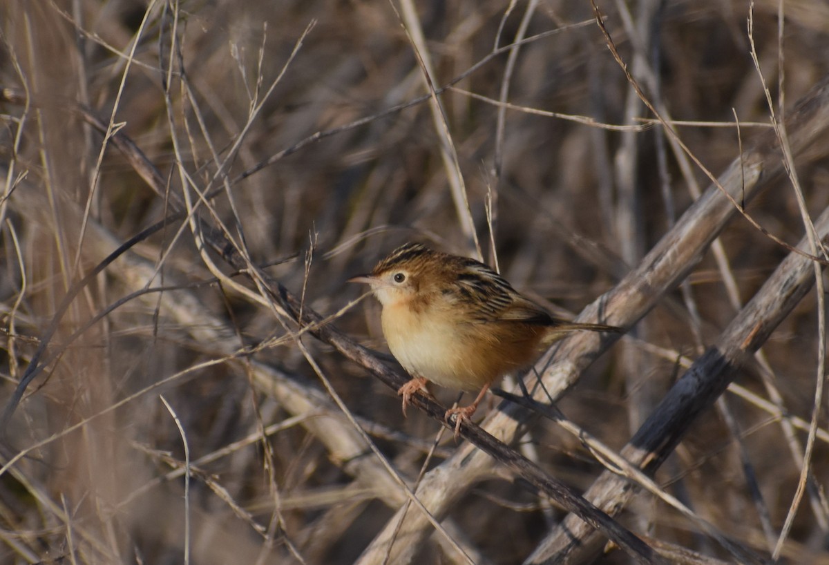 Zistensänger - ML646464235