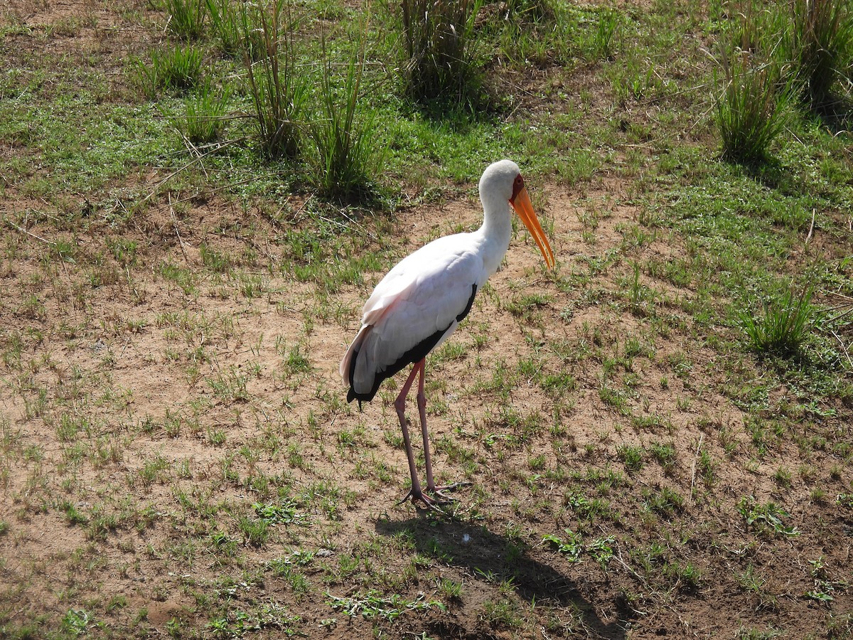 Yellow-billed Stork - ML646464236