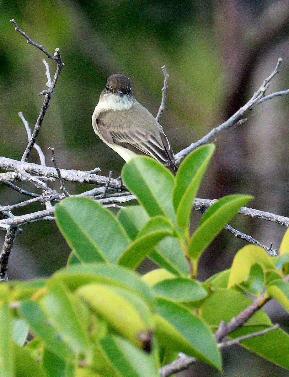 Eastern Phoebe - ML646464238