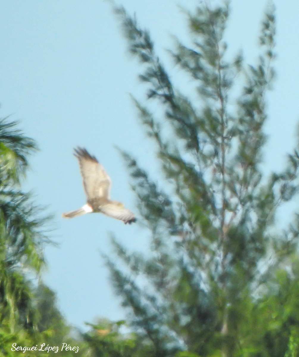 Northern Harrier - ML646464239