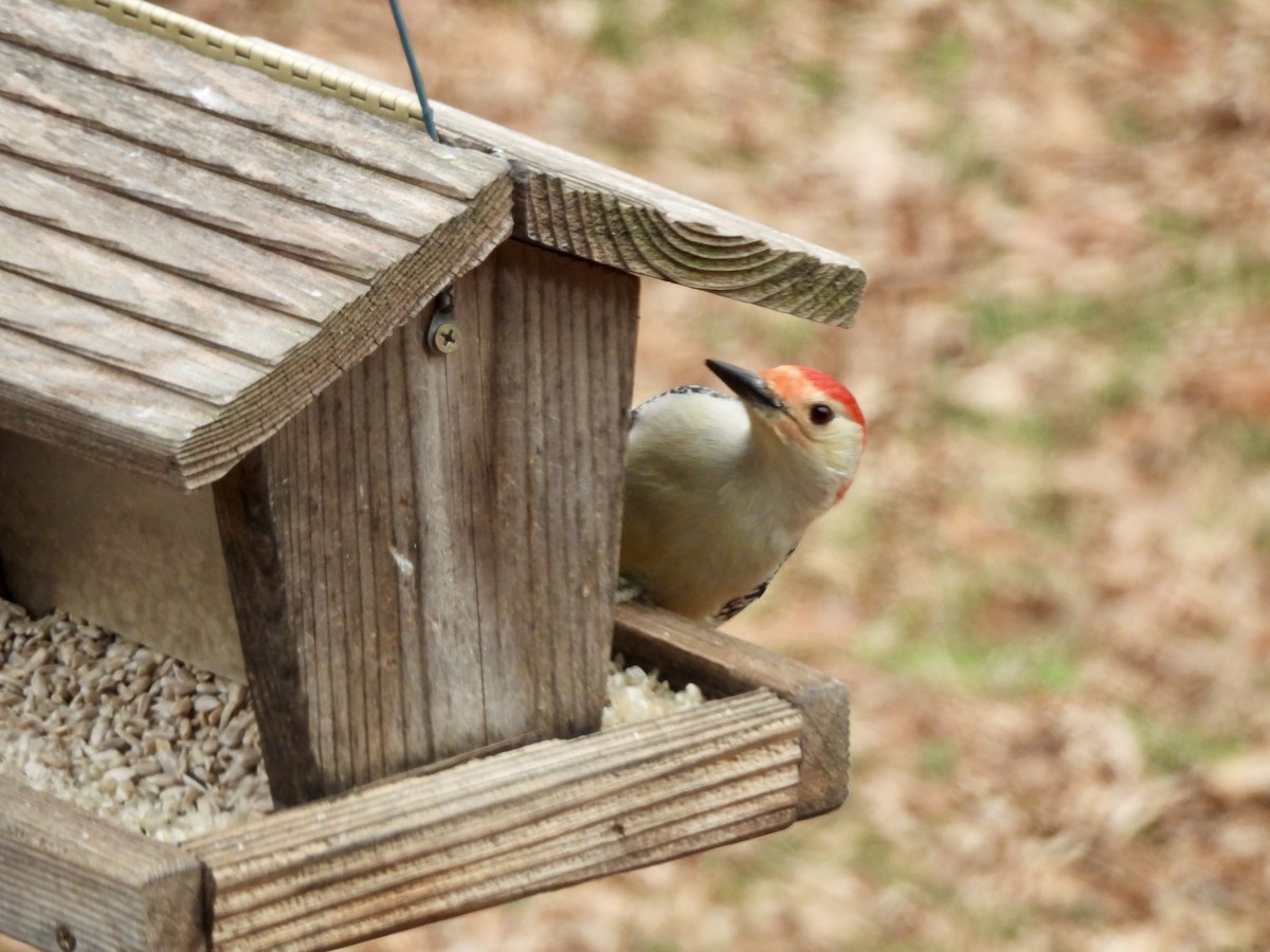 Carolinaspecht - ML646464240