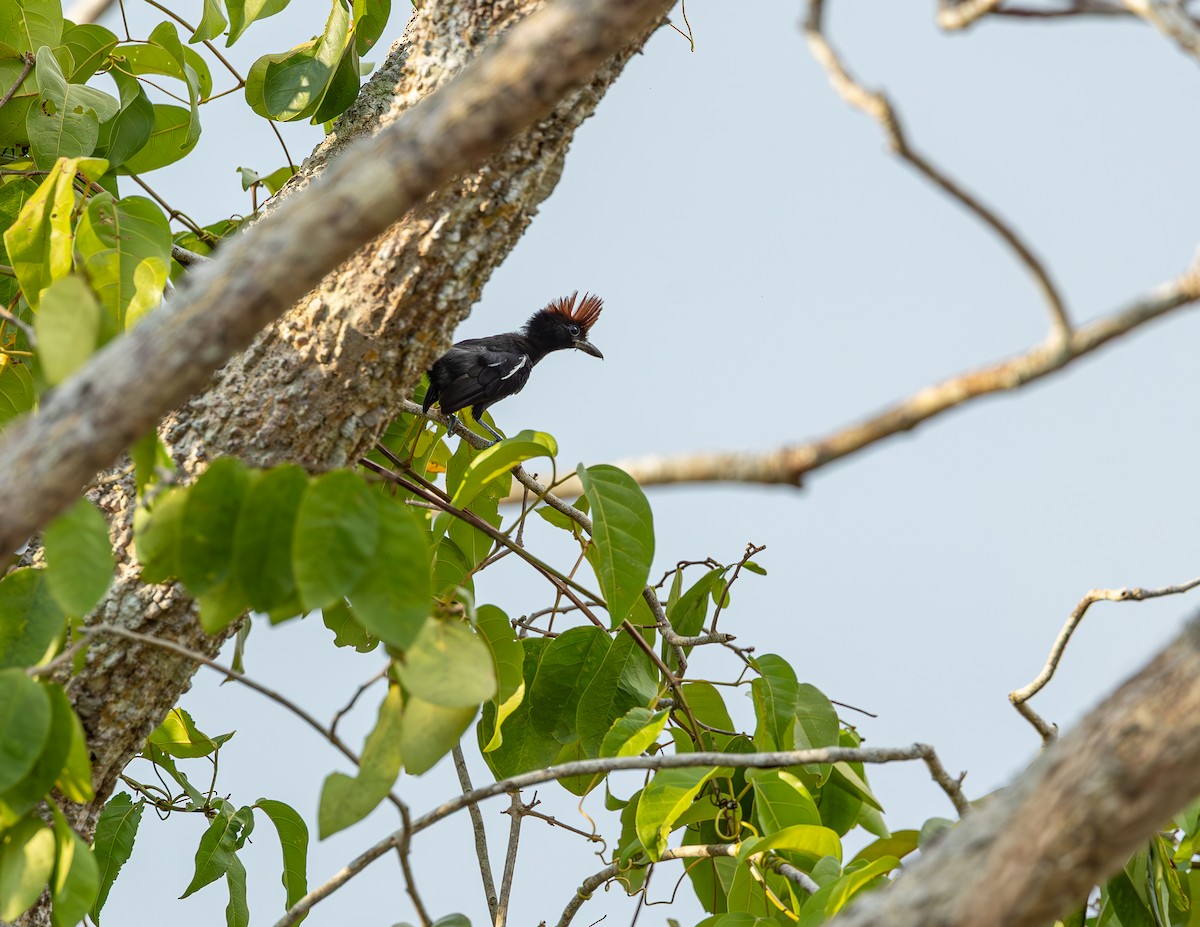 Glossy Antshrike - ML646464241