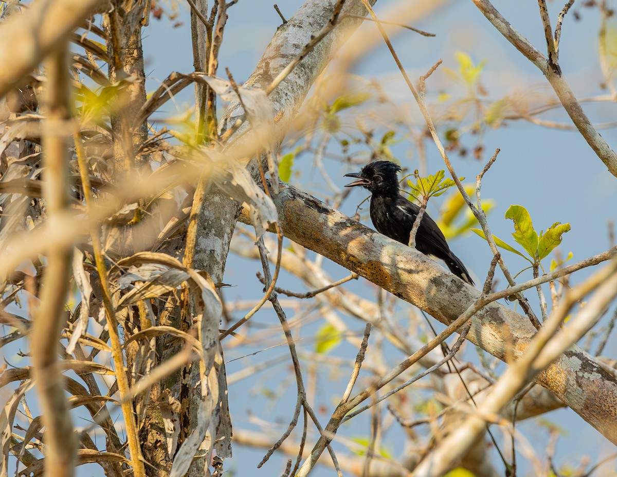 Glossy Antshrike - ML646464242
