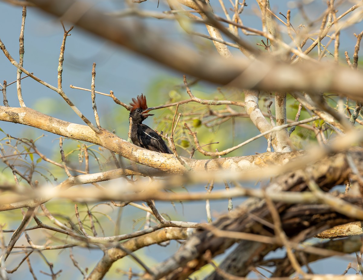 Glossy Antshrike - ML646464243