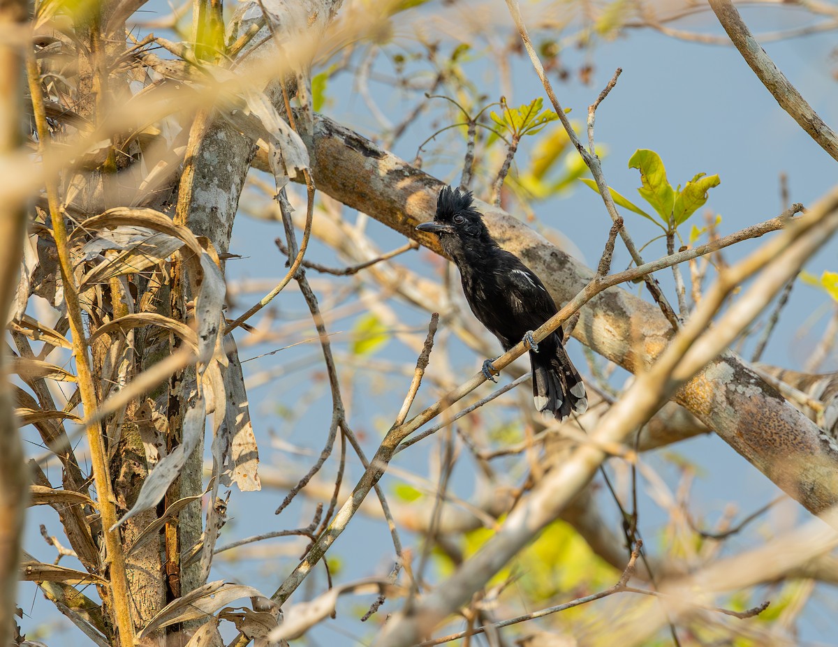 Glossy Antshrike - ML646464244