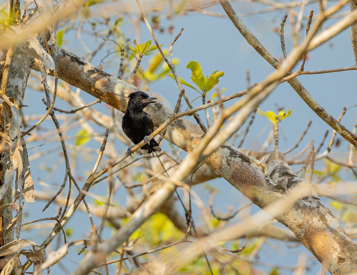 Glossy Antshrike - ML646464245
