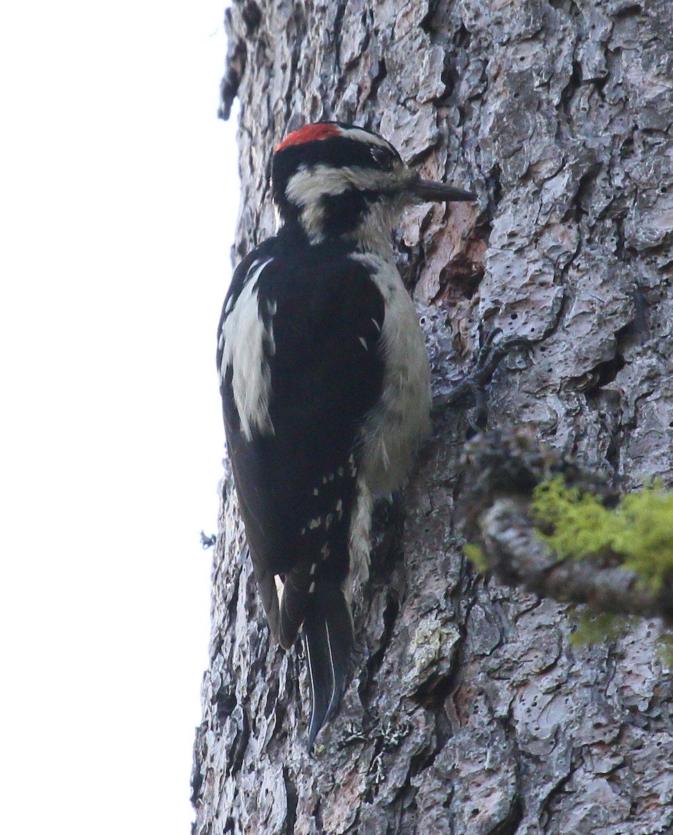 Hairy Woodpecker - ML646464246