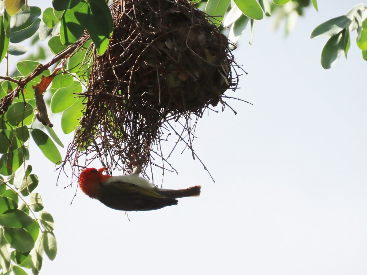 Red-headed Weaver - ML646464247