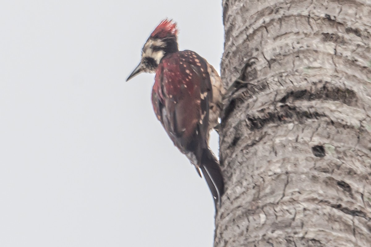Red-backed Flameback - ML646464248