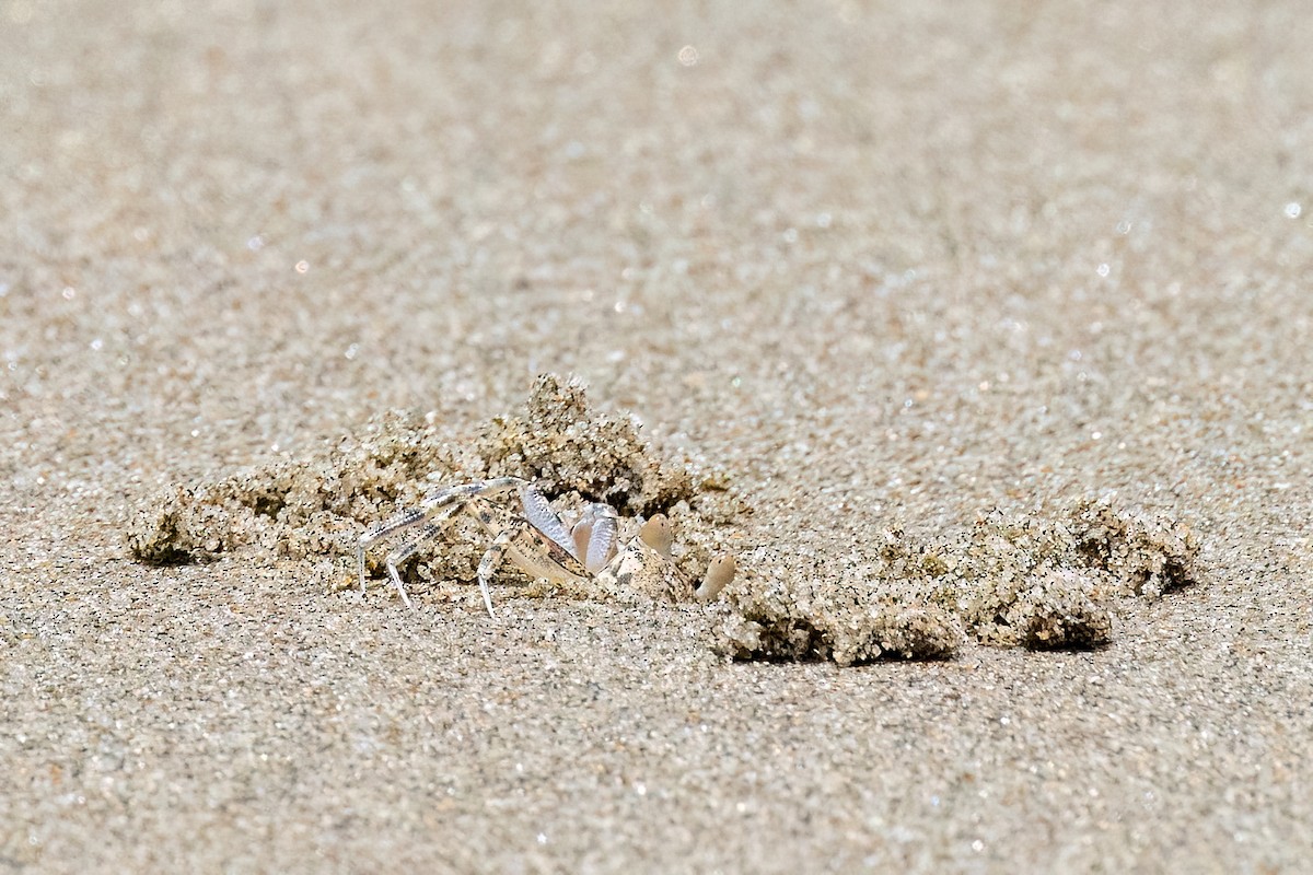 Sand Bubbler Crabs and Allies - ML646464249
