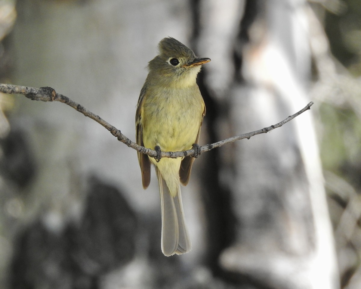 Western Flycatcher (Cordilleran) - ML646464251