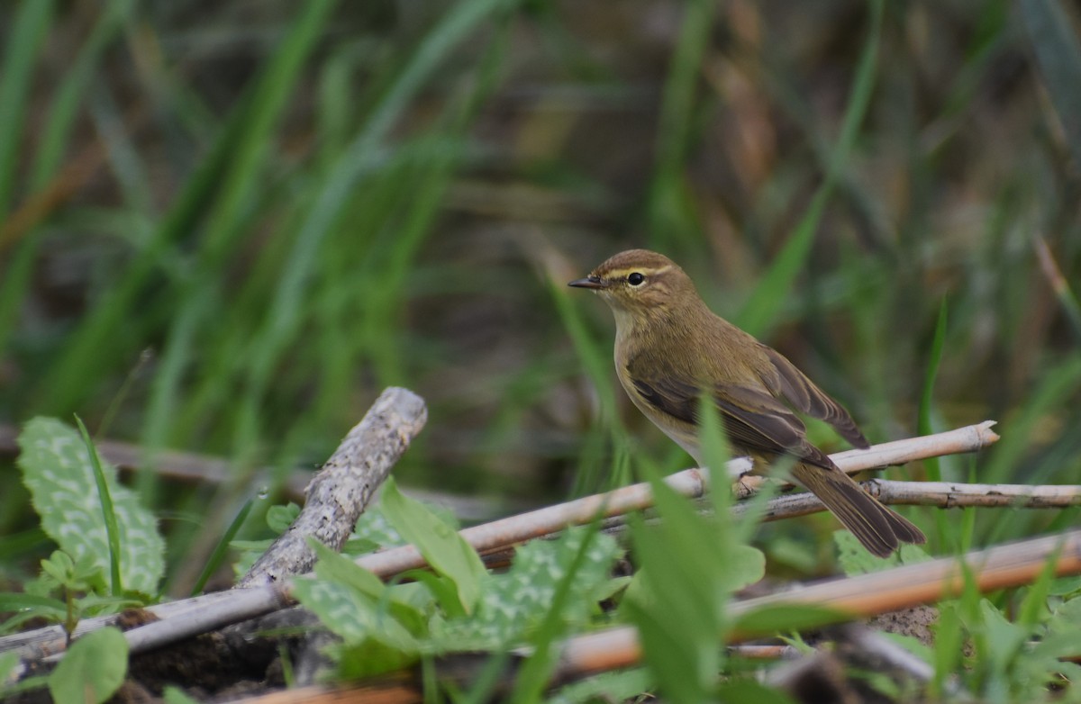 Common Chiffchaff - ML646464252