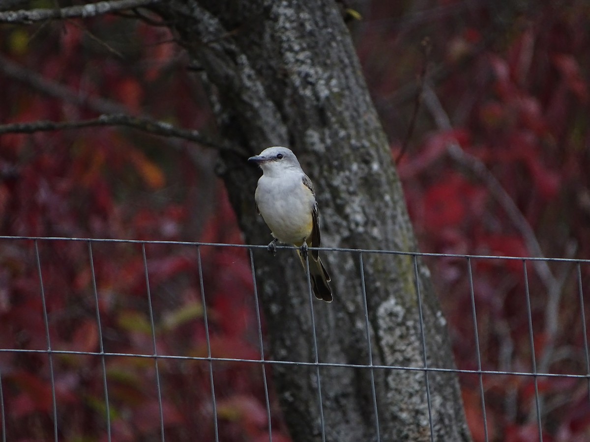 Scissor-tailed Flycatcher - ML646464253