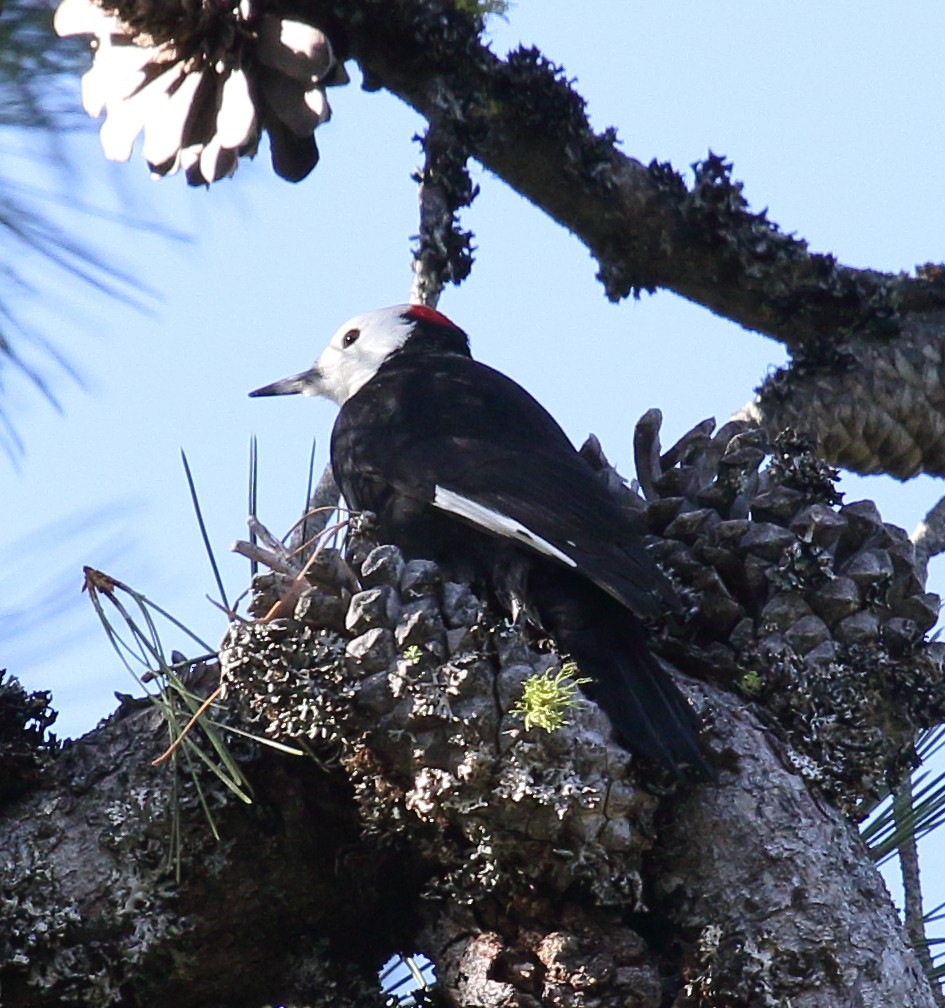 White-headed Woodpecker - ML646464254