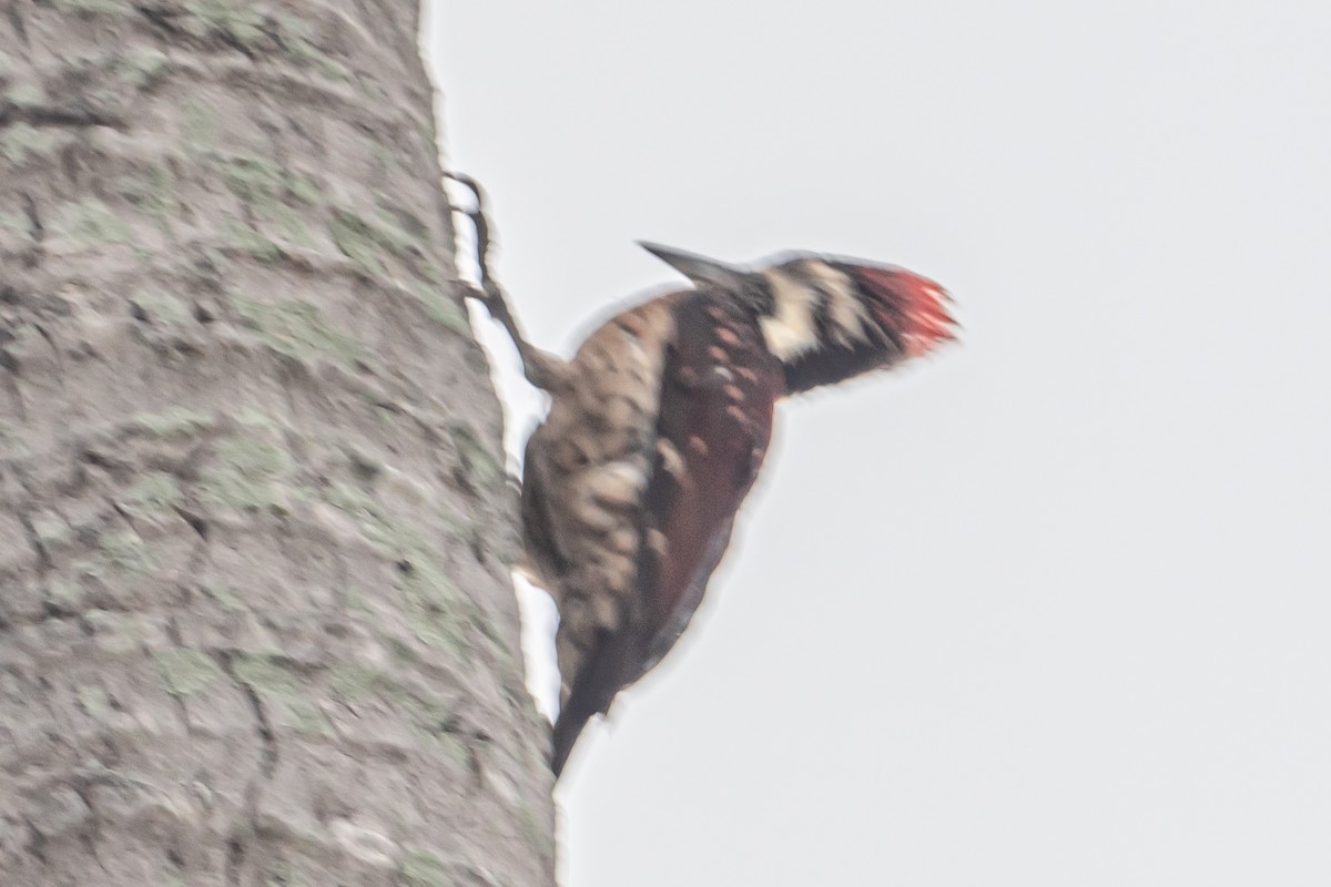 Red-backed Flameback - ML646464255