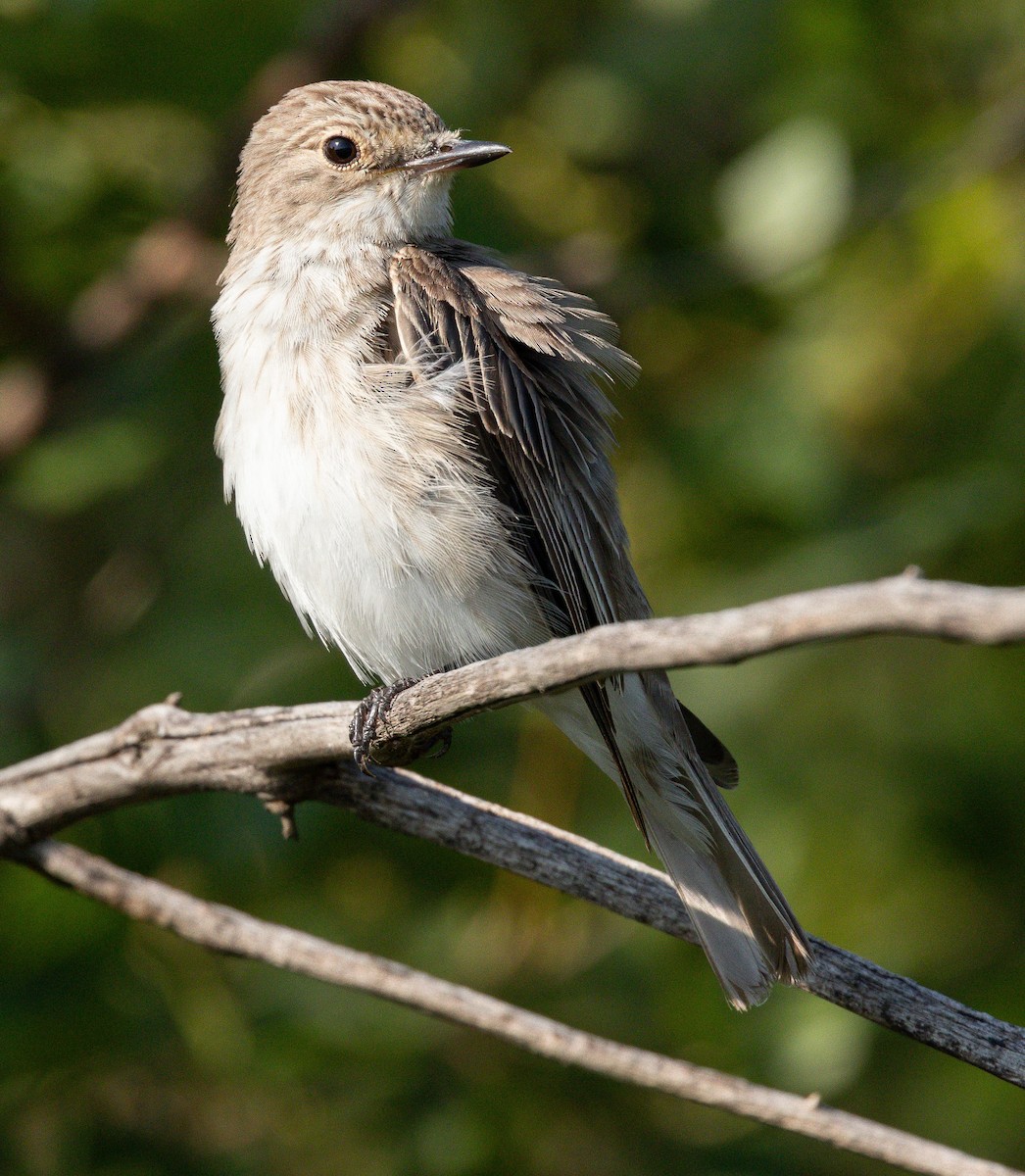 Spotted Flycatcher - ML646464256