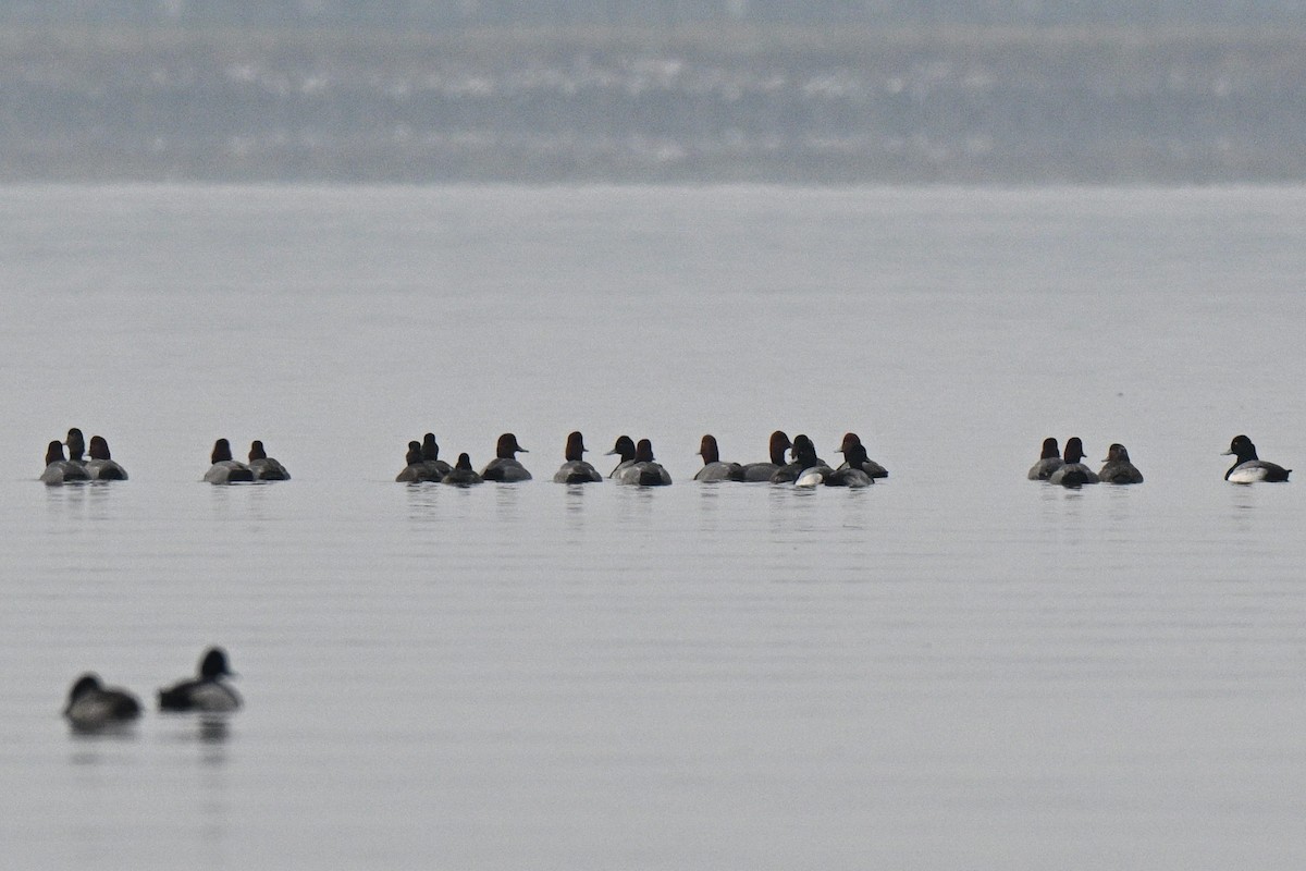 Redhead - ML646464257