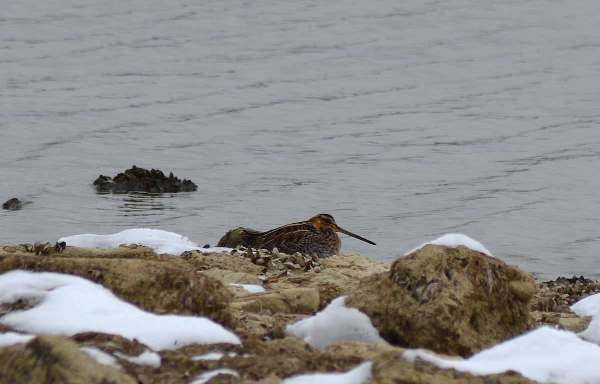 Wilson's Snipe - ML646464258