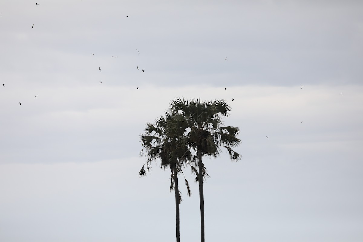 African Palm Swift - ML646464259