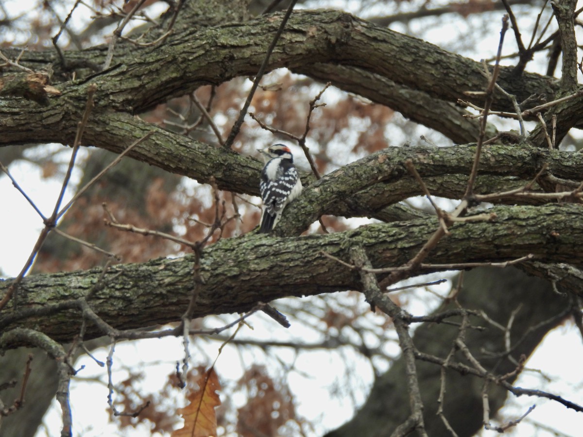 Downy Woodpecker - ML646464262