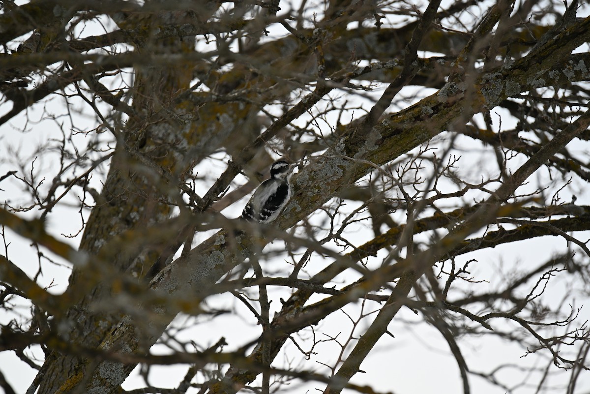 Downy Woodpecker - ML646464266