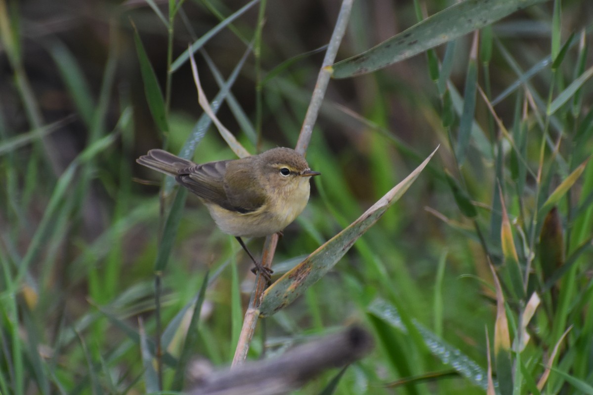 Common Chiffchaff - ML646464267