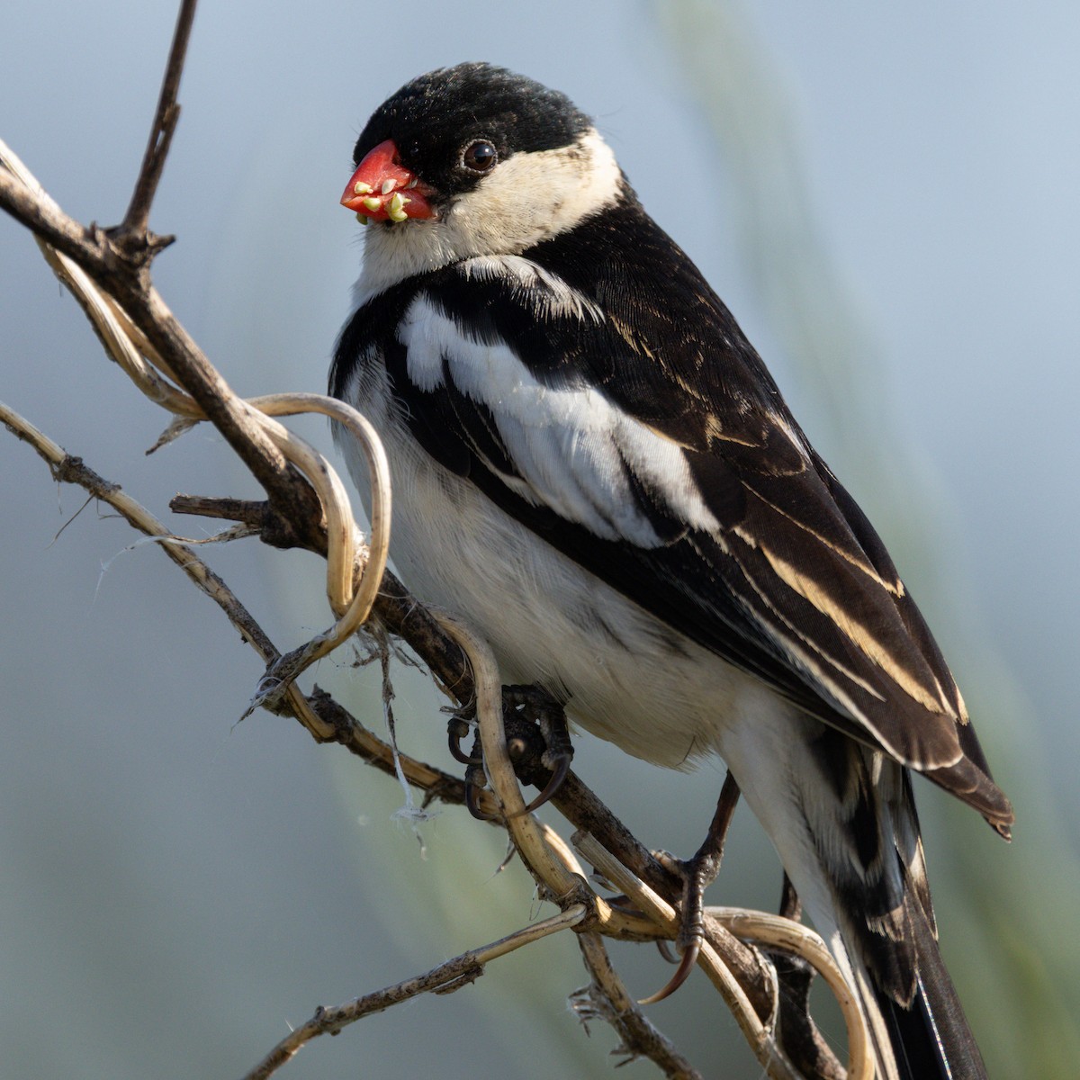 Pin-tailed Whydah - ML646464268