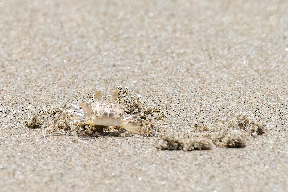 Sand Bubbler Crabs and Allies - ML646464269