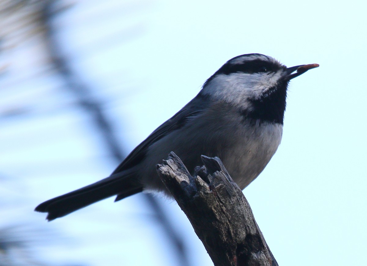 Mountain Chickadee - ML646464270
