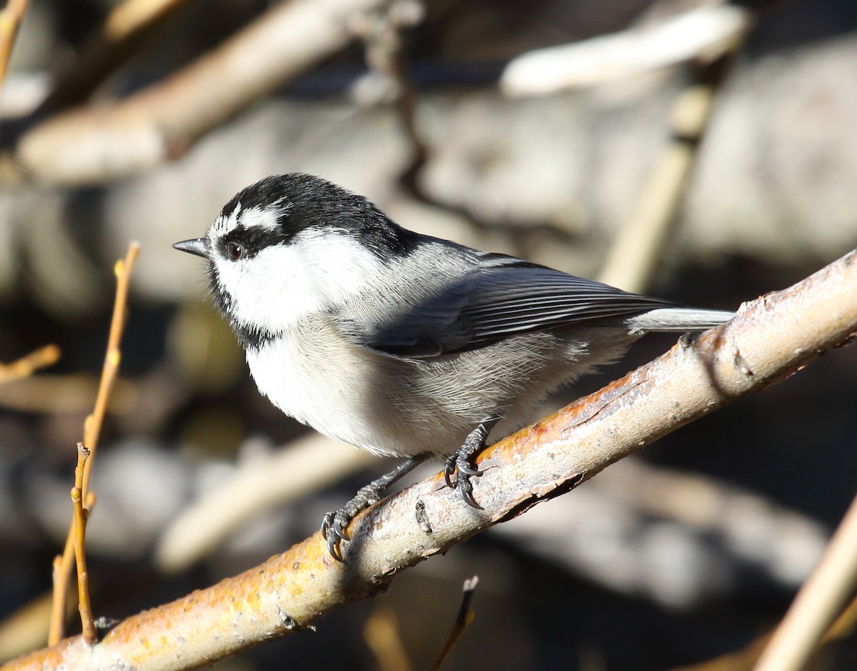Mountain Chickadee - ML646464271