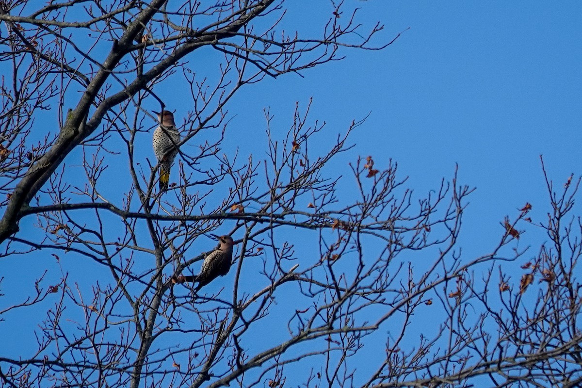 Northern Flicker - ML646464272