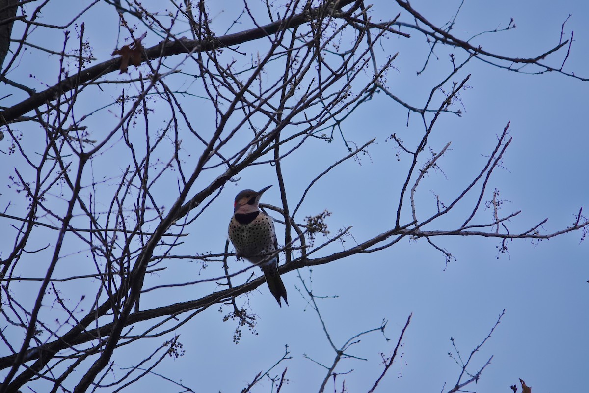 Northern Flicker - ML646464273