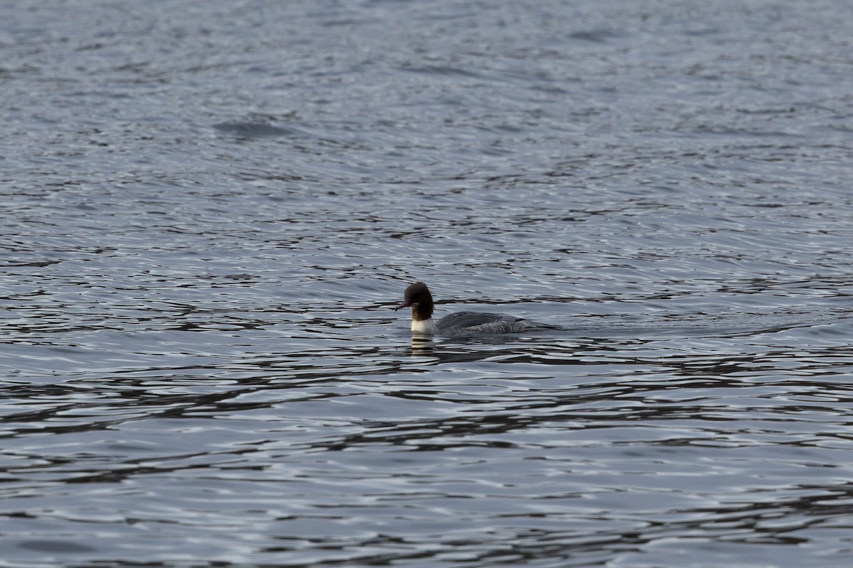 Common Merganser - ML646464274