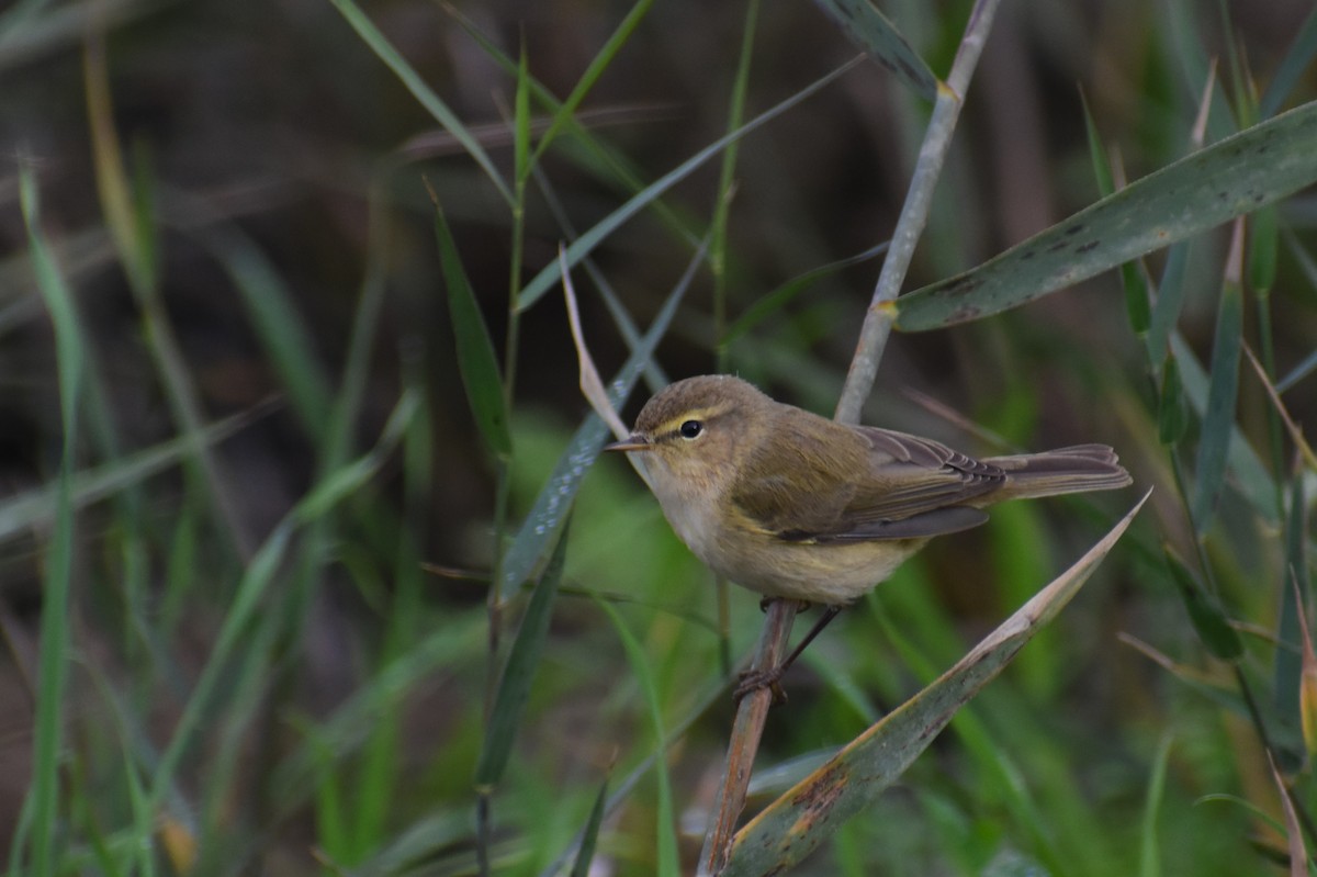 Common Chiffchaff - ML646464275