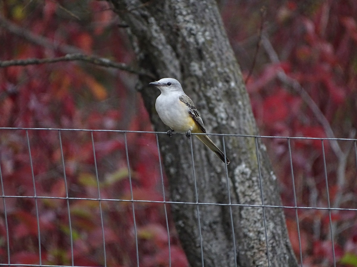 Scissor-tailed Flycatcher - ML646464276
