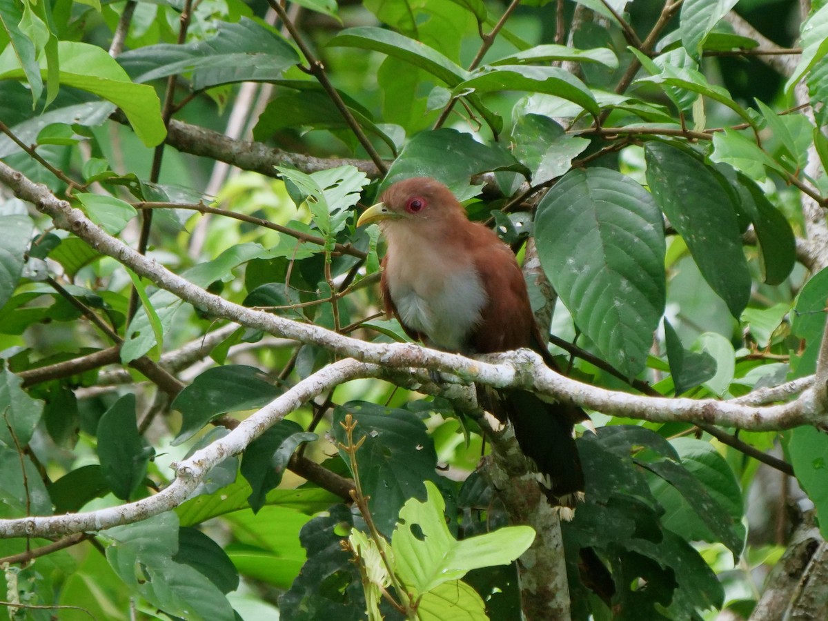 ekorngjøk - ML646464277