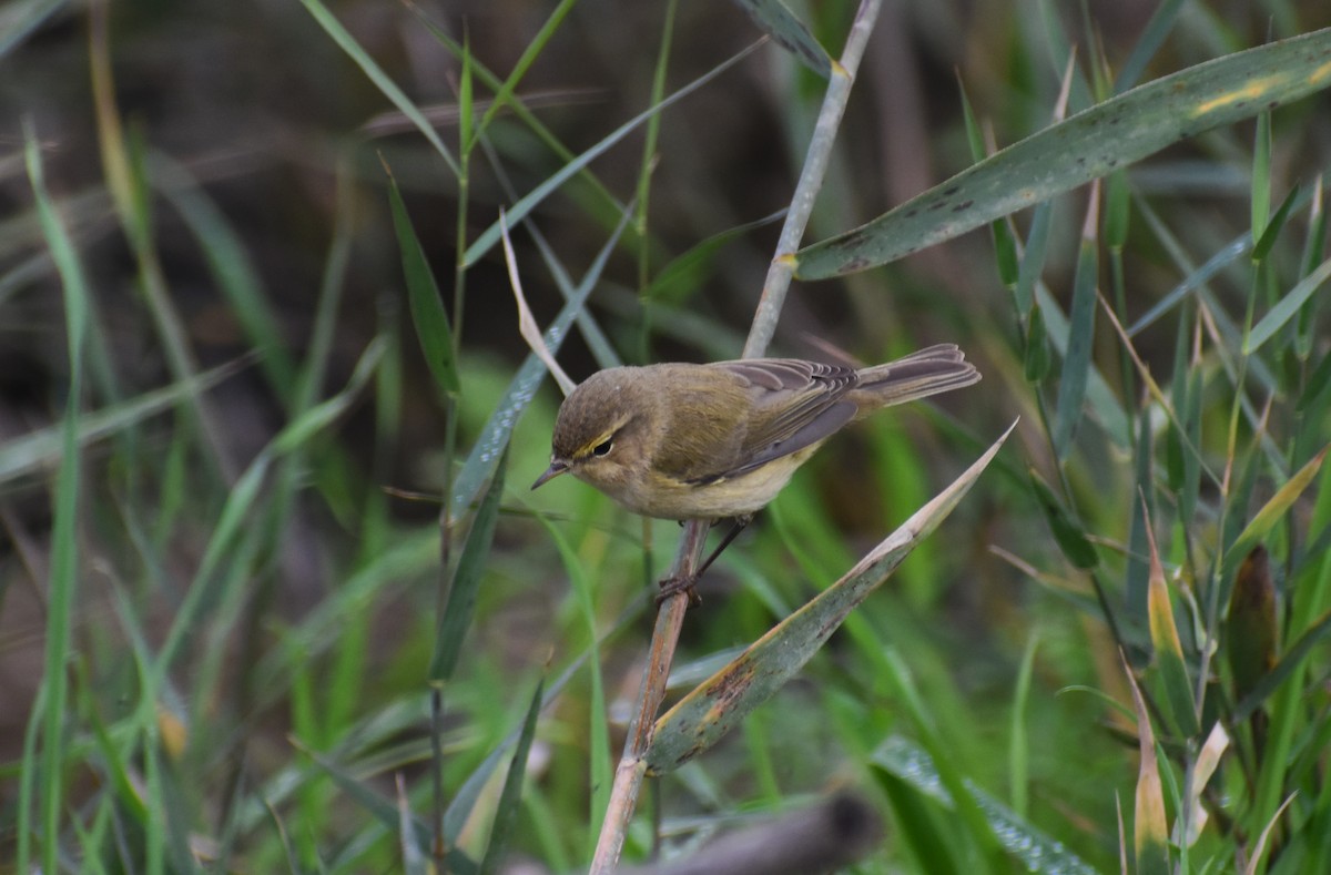 Common Chiffchaff - ML646464278