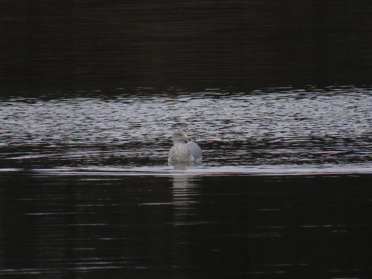 American Herring Gull - ML646464280