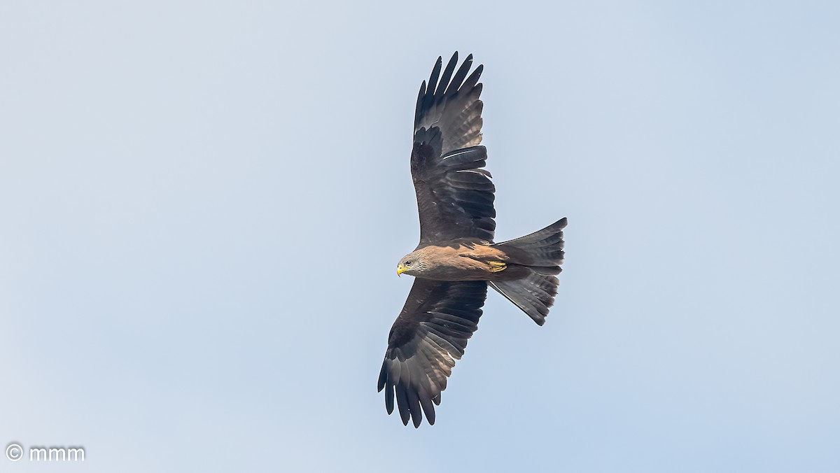 Black Kite (Yellow-billed) - ML646464281