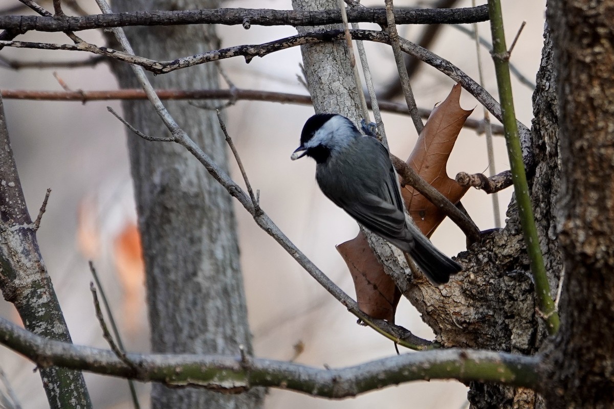 Carolina Chickadee - ML646464282