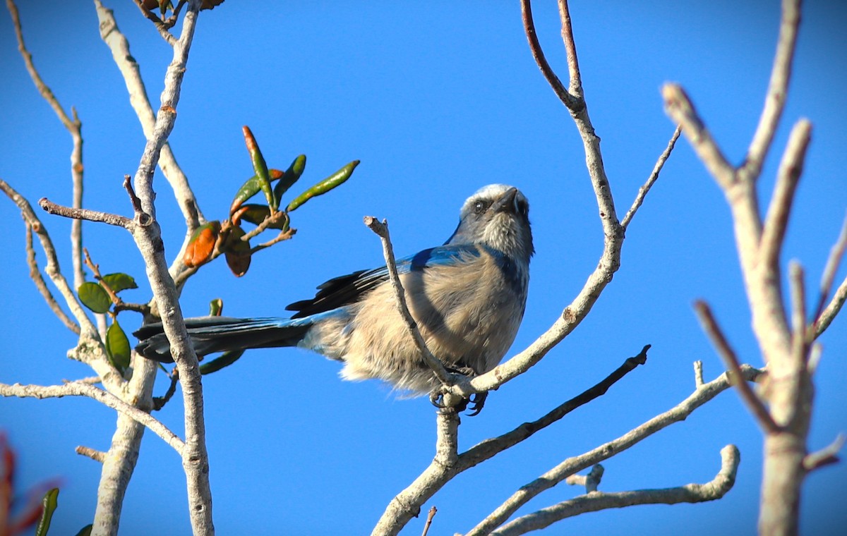 Florida Scrub-Jay - ML646464284