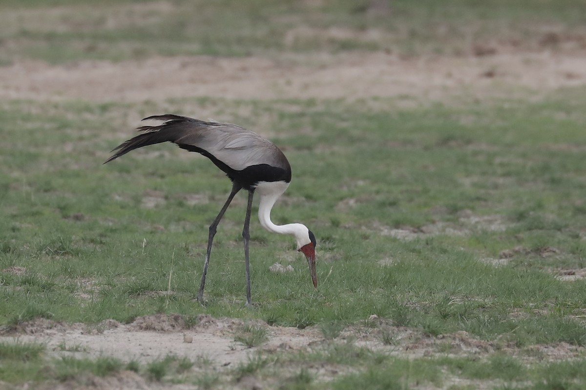 Wattled Crane - ML646464286