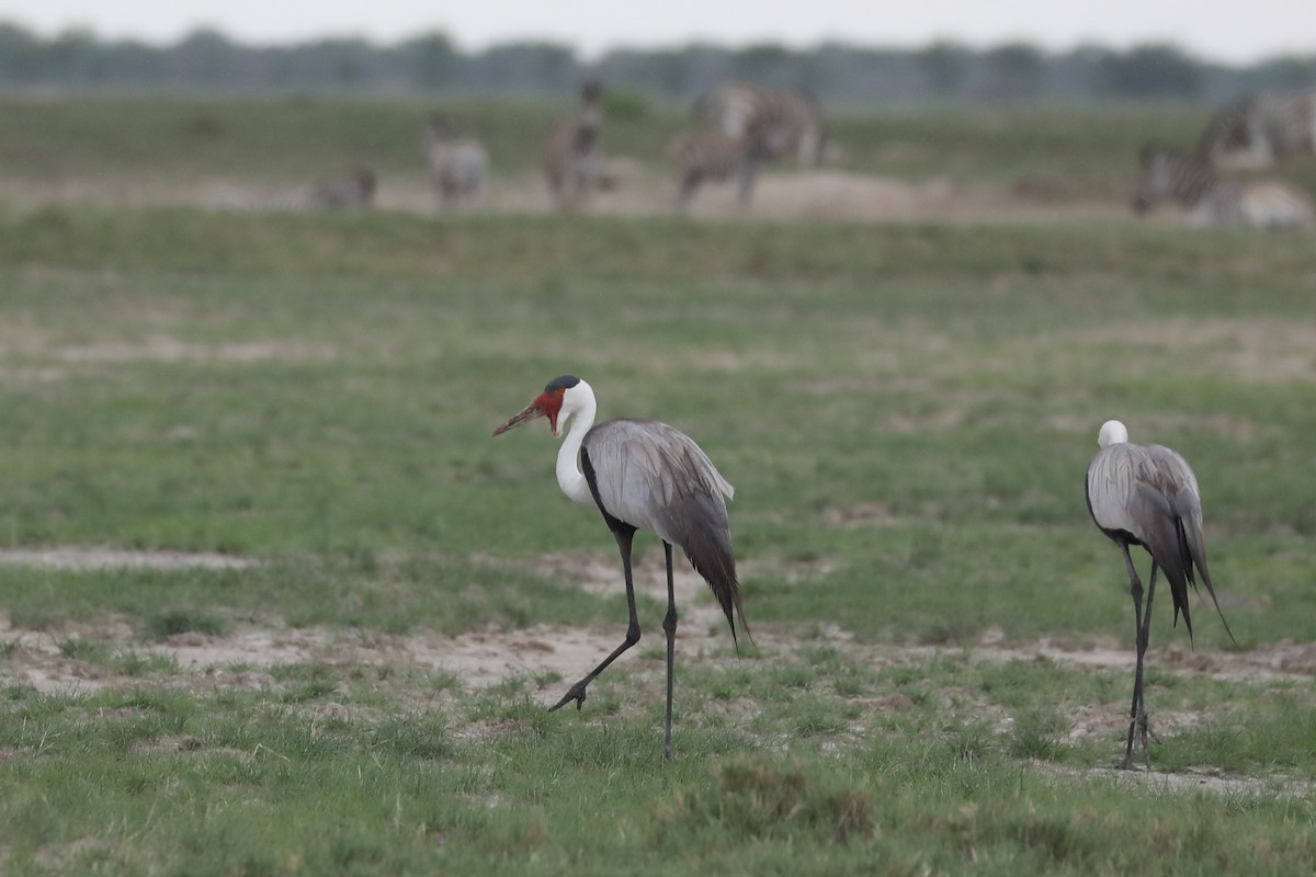 Wattled Crane - ML646464287