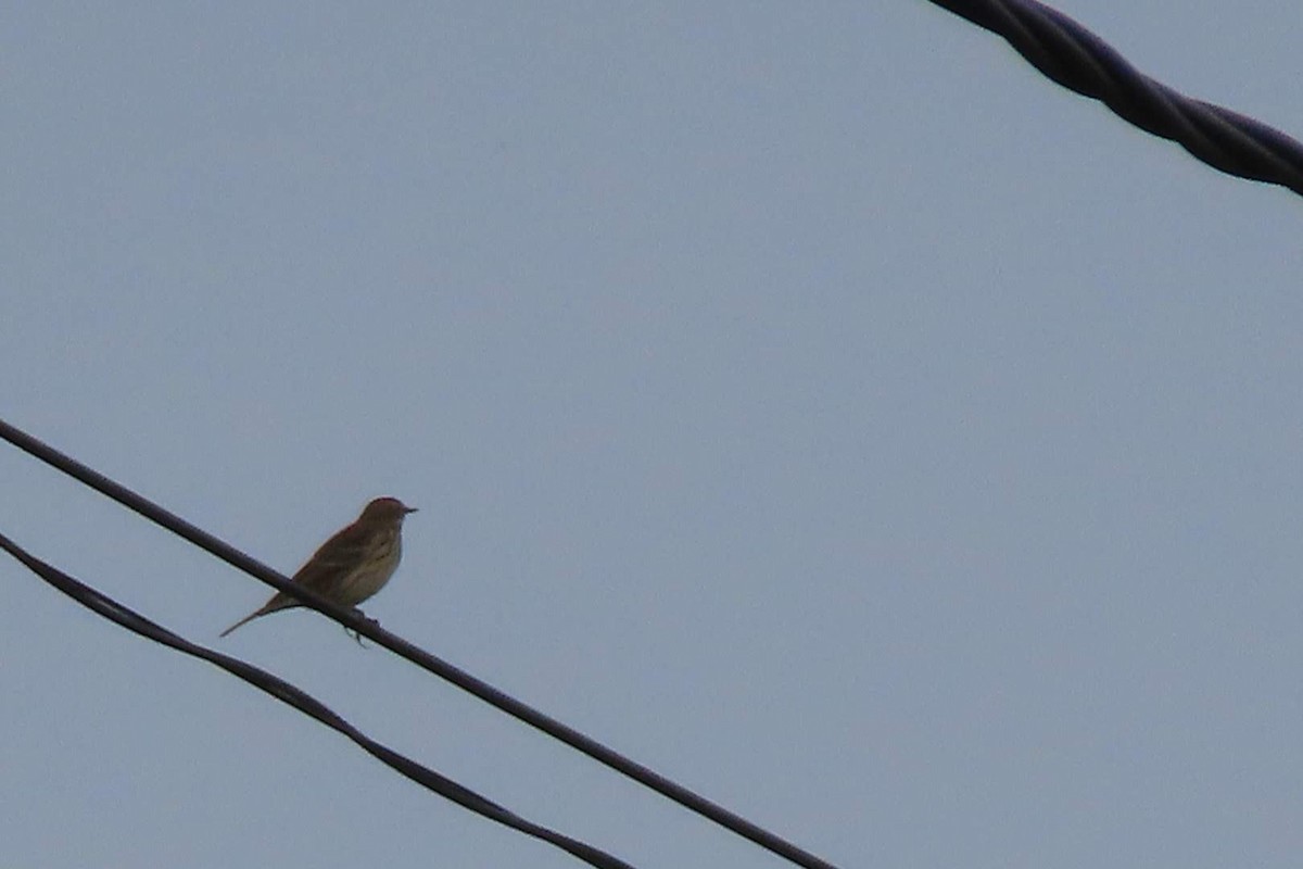 Meadow Pipit - ML646464289