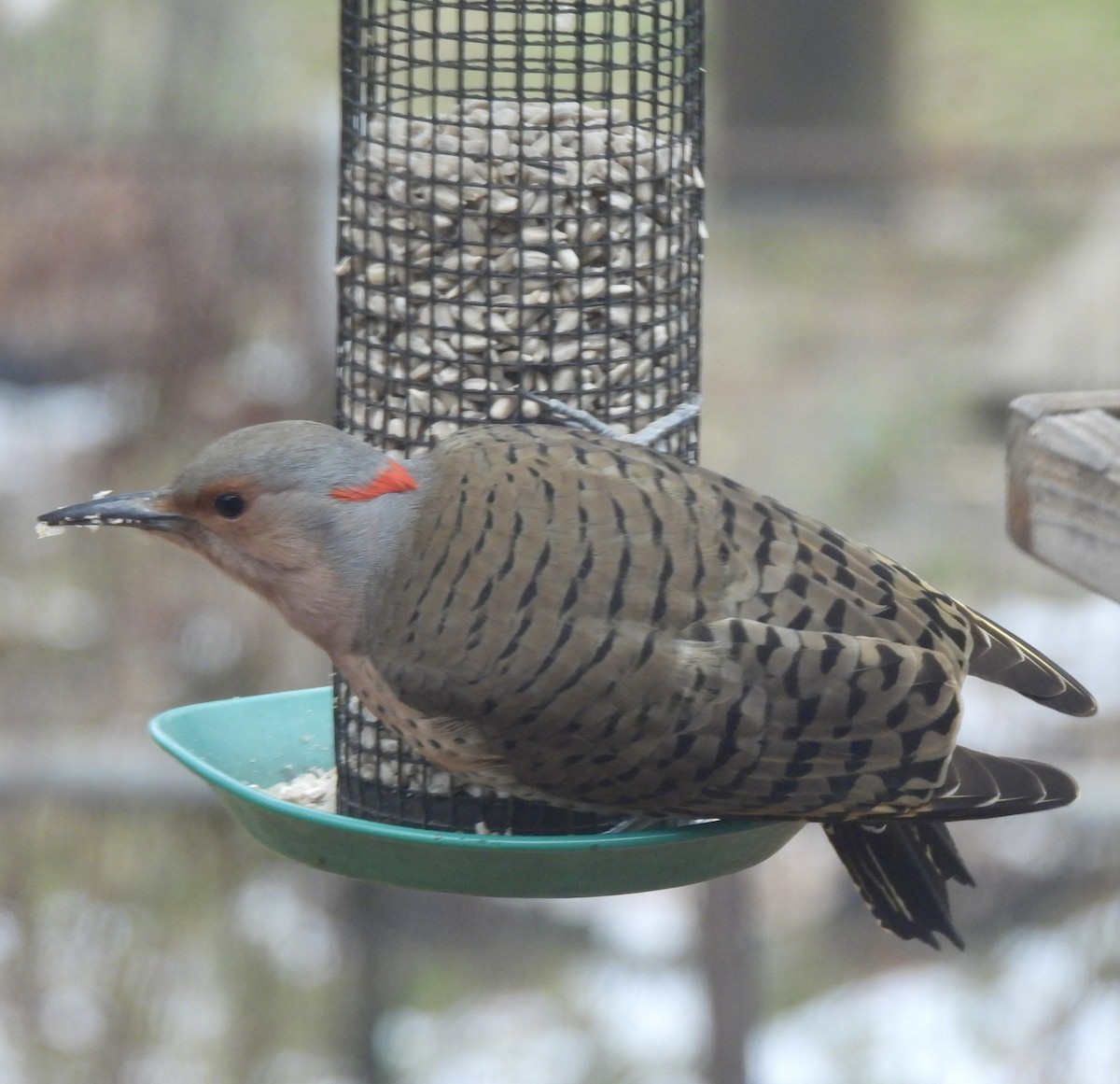 Goldspecht - ML646464290